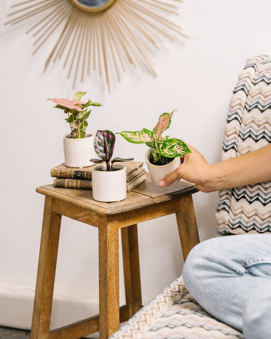 Æske Til Babyplanter