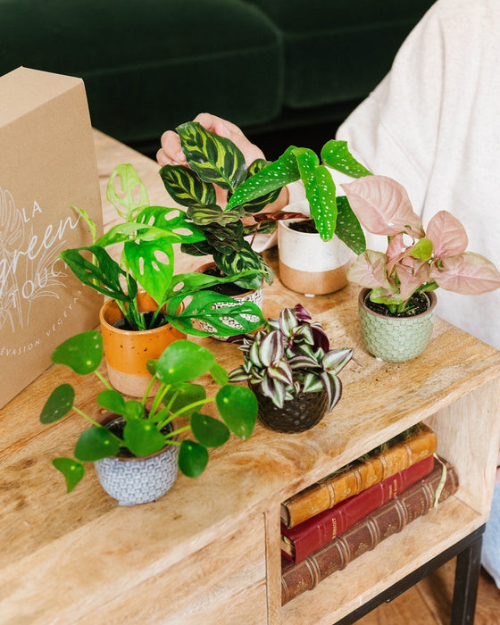 Æske Til Babyplanter