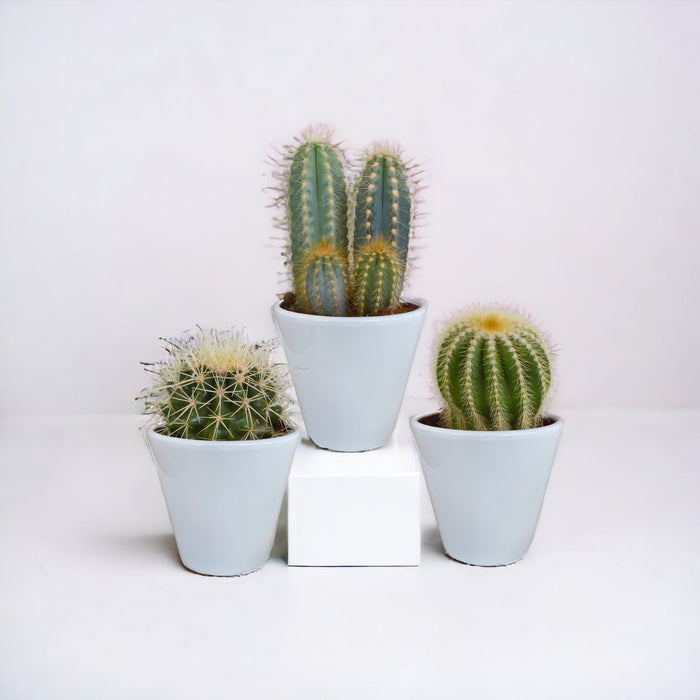 Kaktuskasse Og Dens Hvide Plantepotter - Sæt Med 3 Planter, H18Cm