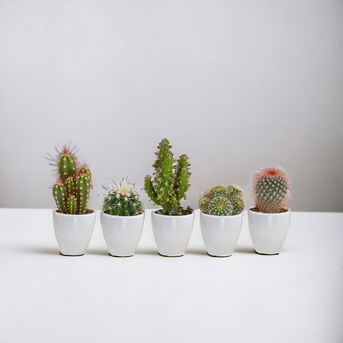 Kaktuskasse Og Dens Hvide Plantepotter - Sæt Med 5 Planter, H40Cm