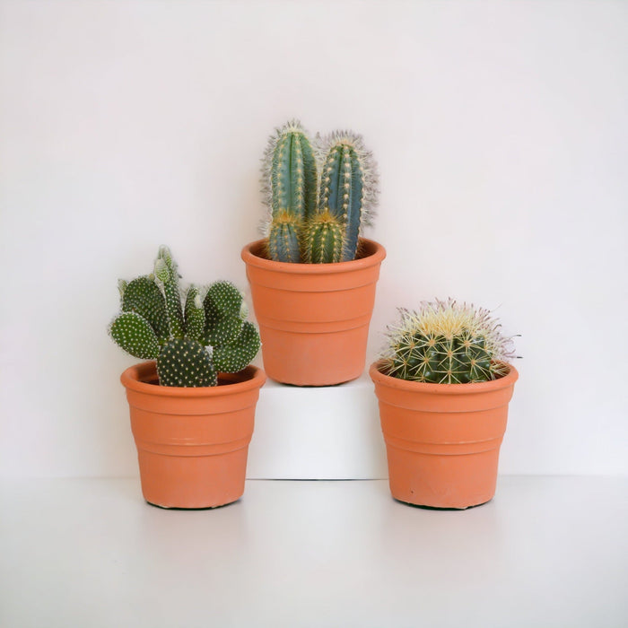Kaktuskasse Og Dens Terrakottaplantepotter - Sæt Med 3 Planter, H23Cm