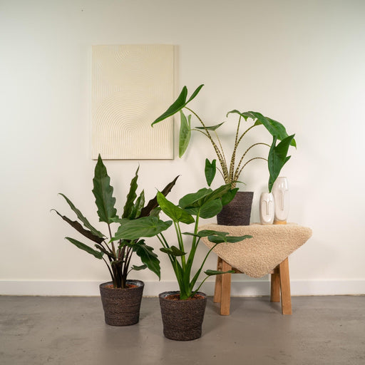 Alocasia Gaveæske - Sæt Med 3 Planter