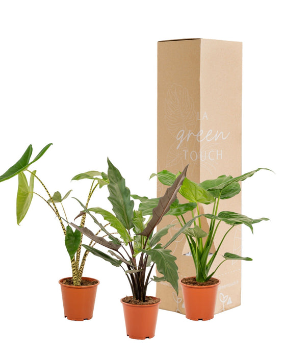 Alocasia Gaveæske - Sæt Med 3 Planter
