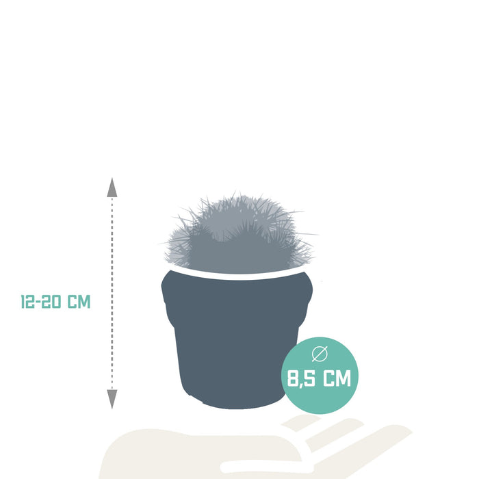 Baby Cactus Gaveæske - Sæt Med 3 Planter, H16Cm