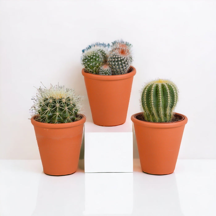 Kaktus Gaveæske Og Dens Terracotta Plantepotter - Sæt Med 3 Planter, H16Cm