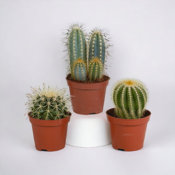 Cactus Gaveæske - Sæt Med 3 Planter, H18Cm