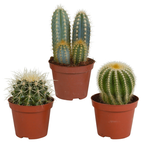 Cactus Gaveæske - Sæt Med 3 Planter, H18Cm