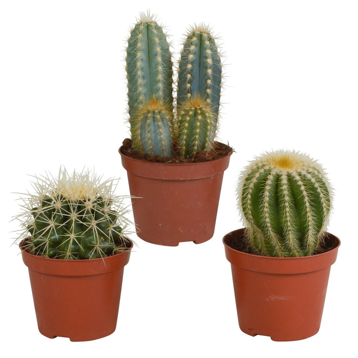 Cactus Gaveæske - Sæt Med 3 Planter, H18Cm
