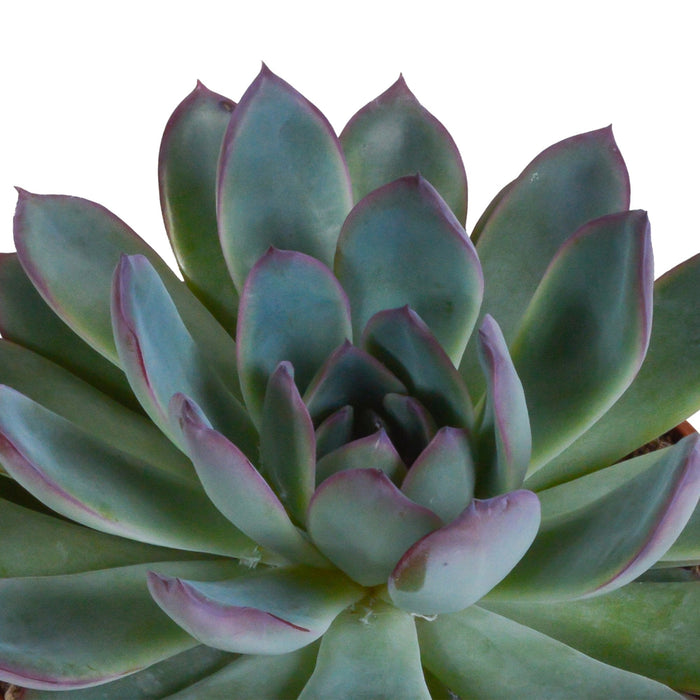 Echeveria Gaveæske Og Dens Hvide Plantepotter - Sæt Med 3 Planter, H21Cm