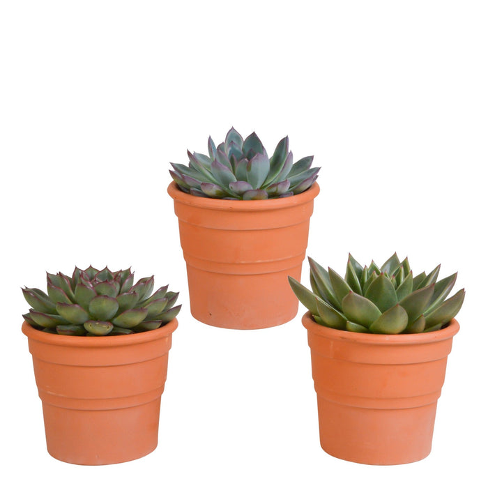 Echeveria Gaveæske Og Dens Terracotta Plantepotter - Sæt Med 3 Planter, H21Cm