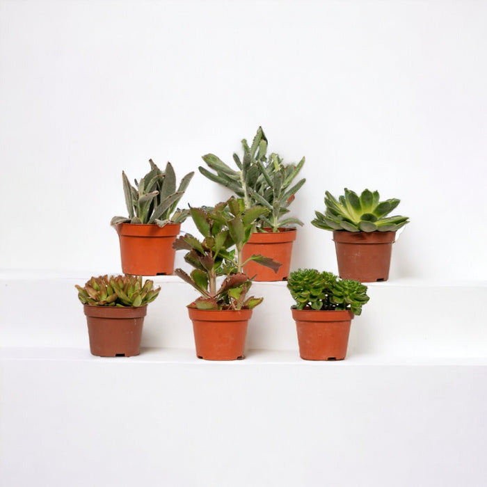 Sukkulent Gaveæske - Sæt Med 12 Planter, H12Cm