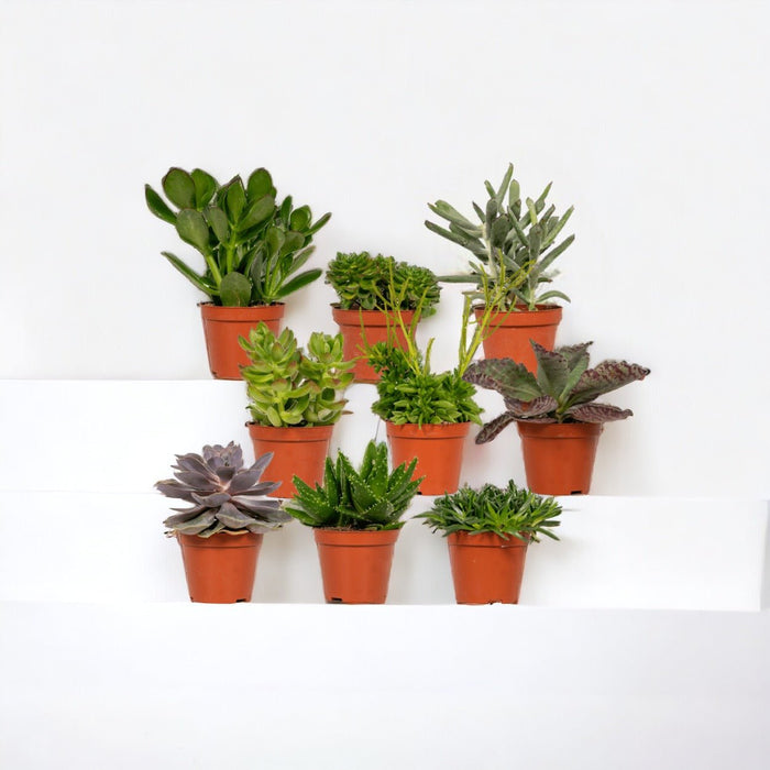 Sukkulenter Gaveæske - Sæt Med 9 Planter, H10Cm