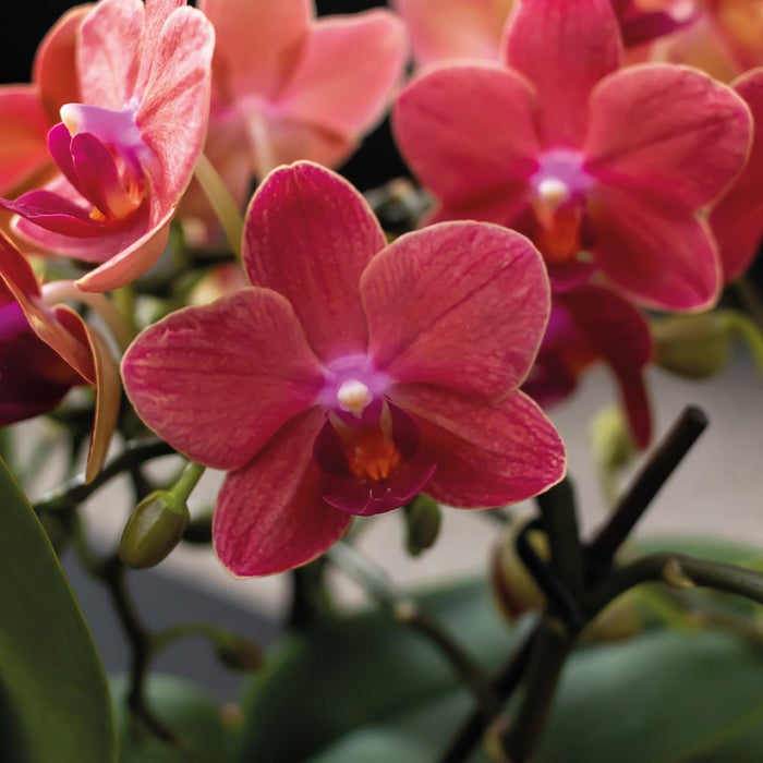 Terracotta Gaveæske: Phalaenopsis Orchid & Sukkulenter