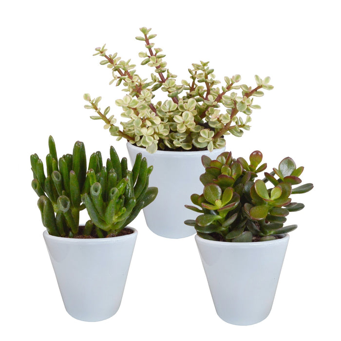 Crassula Æske Og Dens Hvide Plantepotter - Sæt Med 3 Planter, H18Cm