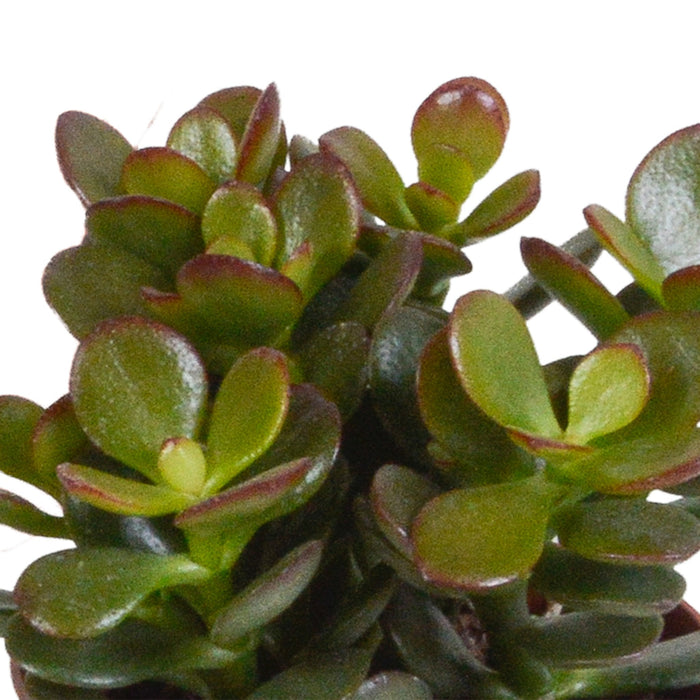 Crassula Æske Og Dens Hvide Plantepotter - Sæt Med 3 Planter, H18Cm