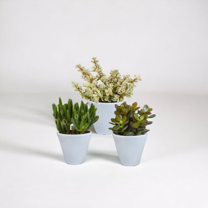 Crassula Æske Og Dens Hvide Plantepotter - Sæt Med 3 Planter, H18Cm