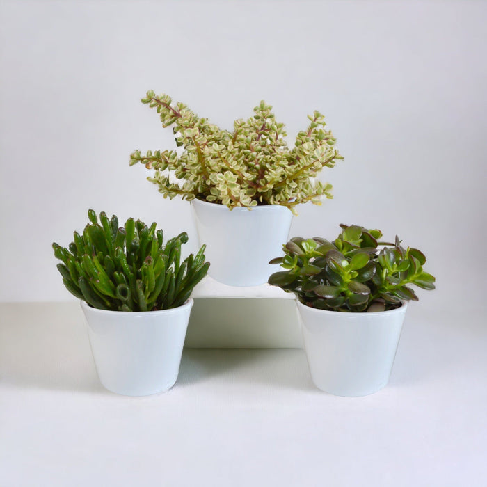 Crassula Æske Og Dens Hvide Plantepotter - Sæt Med 3 Planter, H21Cm
