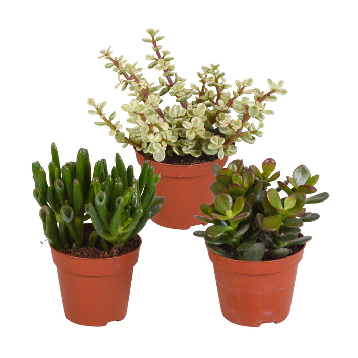 Crassula Box - Sæt Med 3 Planter, H18Cm - Mini Sukkulent Gaveæske