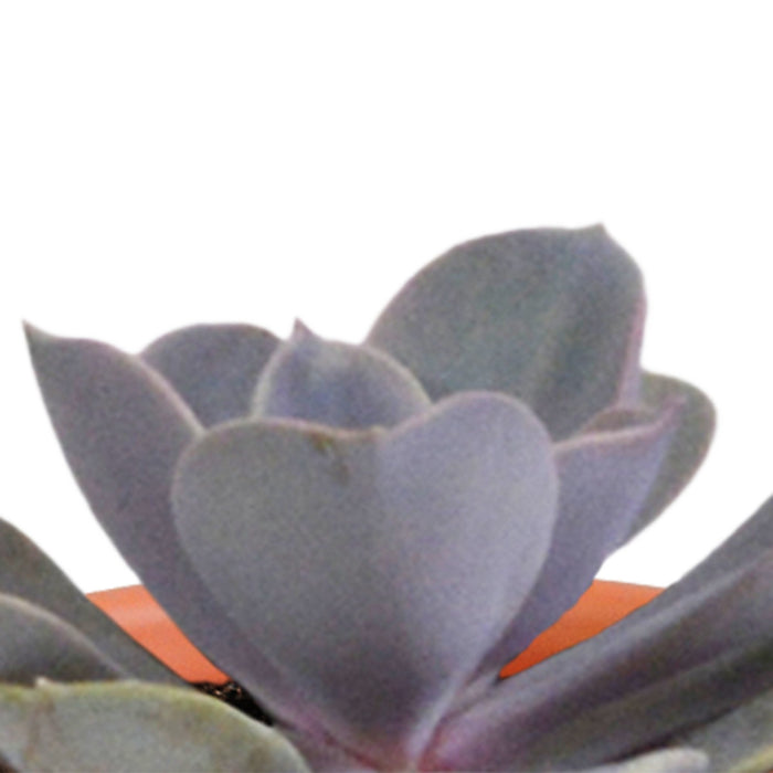 Æske Med 15 Kaktusser Og Sukkulenter + Terracotta Plantepotter