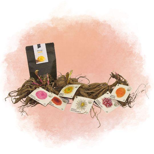 Æske Med Store Hollandske Løg, Sæt Med 6 Dahliaer + Gratis Mango Kokosnøddete