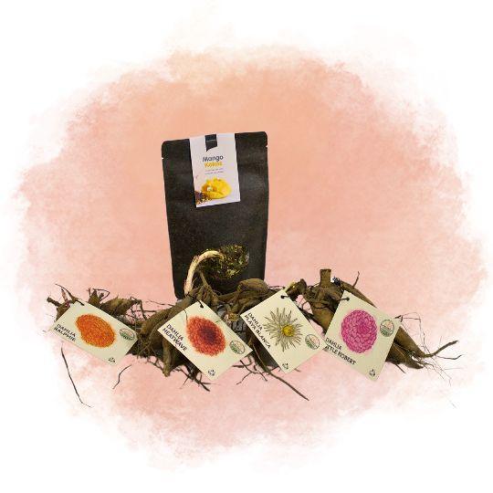 Æske Med Mellemstore Hollandske Løg, Sæt Med 4 Dahliaer + Gratis Mango Kokosnøddete