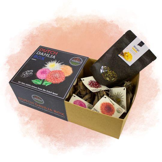 Æske Med Mellemstore Hollandske Løg, Sæt Med 4 Dahliaer + Gratis Mango Kokosnøddete