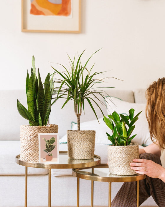 Easycare Plantekasse