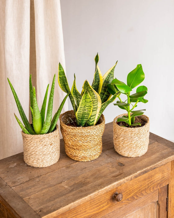 Easycare Plantekasse