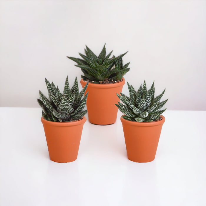 Gasteria Box, Haworthia Og Dens Terracotta Plantepotter - Sæt Med 3 Planter, H18Cm