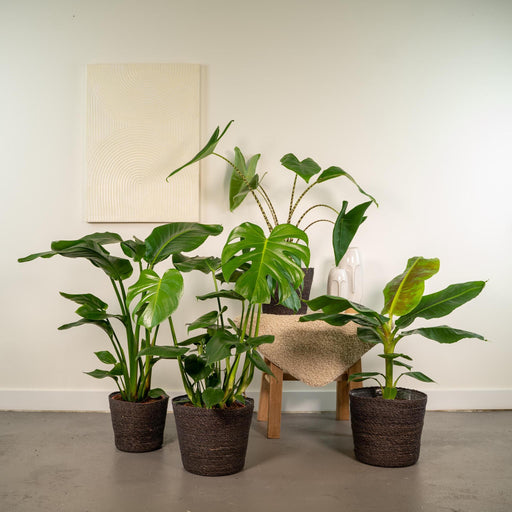 Box Monstera Deliciosa, Alocasia Zebrina, Strelitzia Nicolai, Banana Musa - Sæt Med 4 Planter