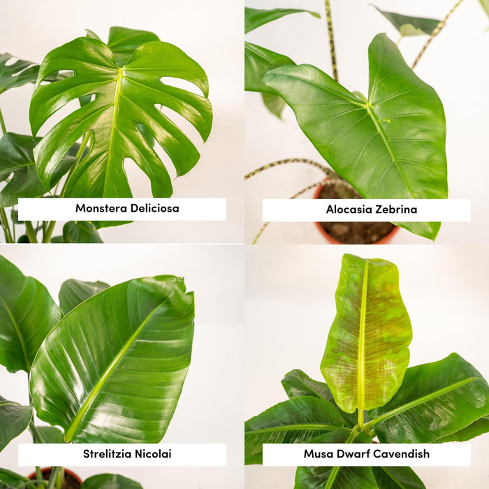 Box Monstera Deliciosa, Alocasia Zebrina, Strelitzia Nicolai, Banana Musa - Sæt Med 4 Planter