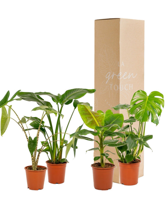 Box Monstera Deliciosa, Alocasia Zebrina, Strelitzia Nicolai, Banana Musa - Sæt Med 4 Planter