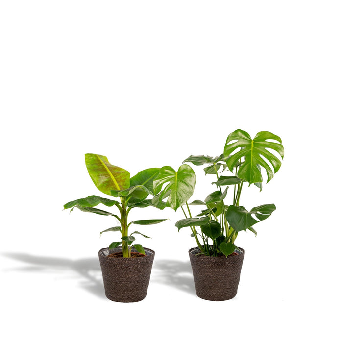 Monstera Deliciosa Æske, Musa Banantræ Og Dets Kurve - Sæt Med 2 Planter