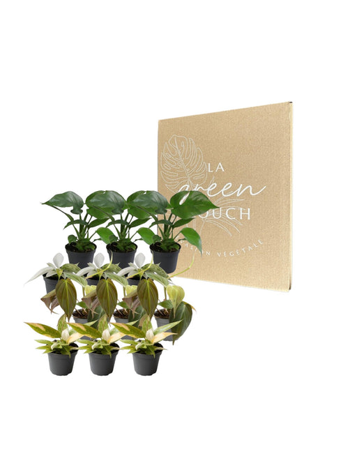 Philodendron Box - Parti Med 12 Planter