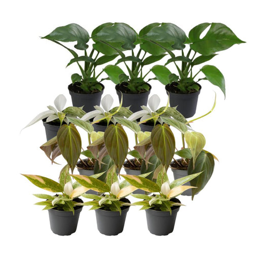 Philodendron Box - Parti Med 12 Planter