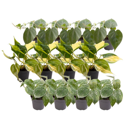 Philodendron Scandens Box - Parti Med 12 Planter