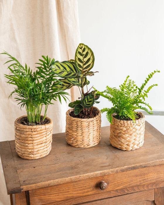 Kasse Med Forurenende Planter