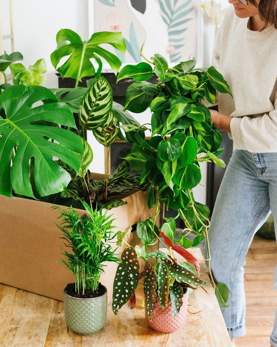 Jungle Fever Plantekasse