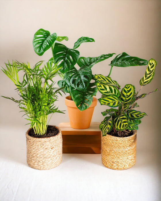 Jungle Fever Plantekasse