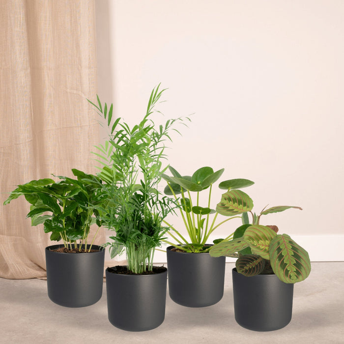Kæledyrsvenlig Plantekasse - Sæt Med 4 Planter