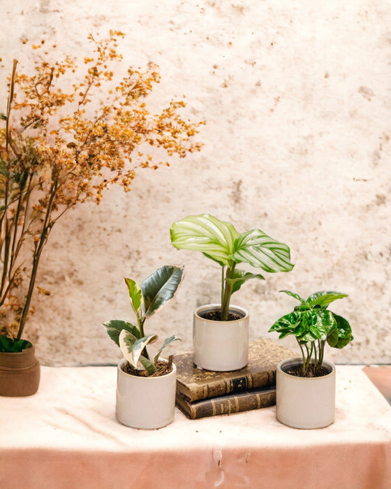 Planty Office Box - Trio Af Babyplanter