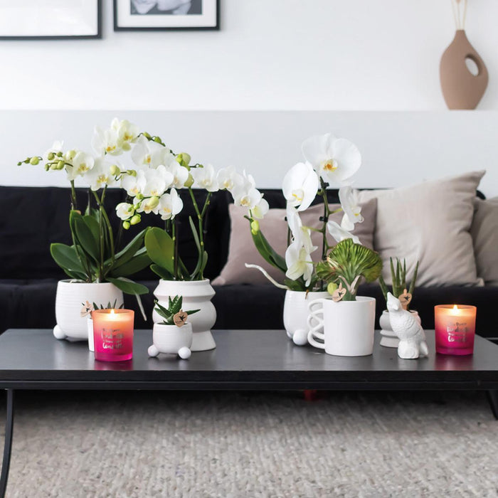 Rhipsalis Æske Og Dens Pulverlyserøde Keramiske Plantepotter - Sæt Med 3 Planter, Ø9 Cm