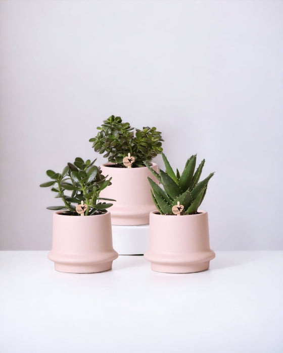 Sukkulentæske Og Dens Lyserøde Keramiske Plantepotter - Sæt Med 3 Planter, H20Cm
