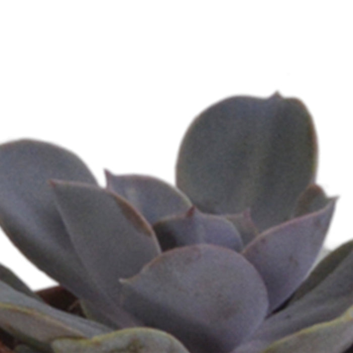 Sukkulentæske Og Dens Terrakottapotter - Sæt Med 5 Planter, H13Cm