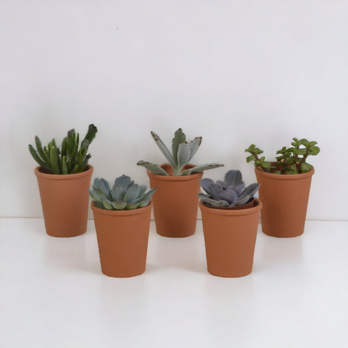 Sukkulentæske Og Dens Terrakottapotter - Sæt Med 5 Planter, H13Cm