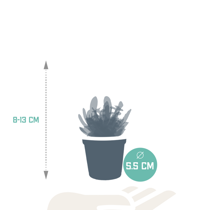 Sukkulentæske - Sæt Med 10 Planter, H13Cm