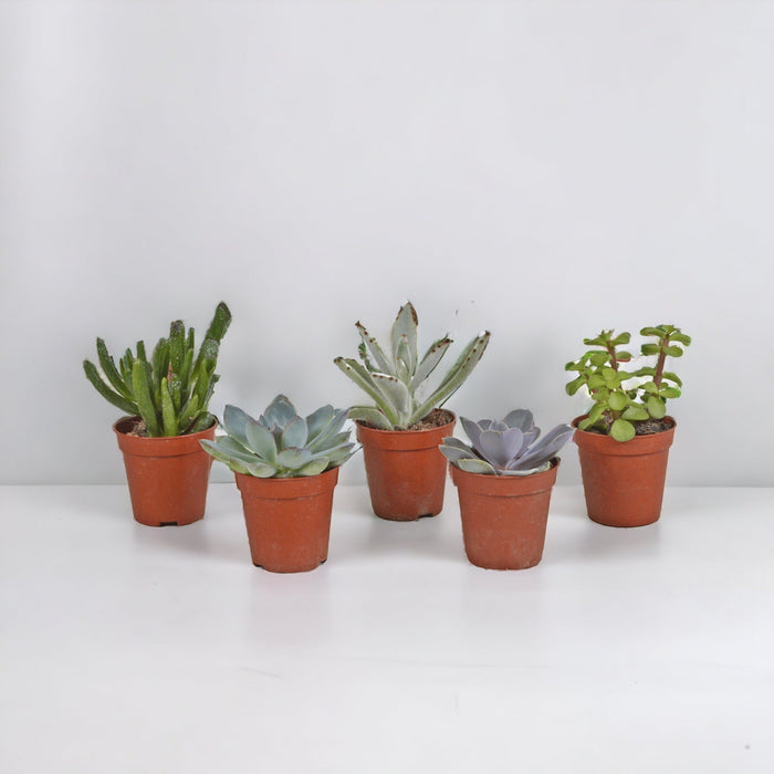 Sukkulentæske - Sæt Med 10 Planter, H13Cm