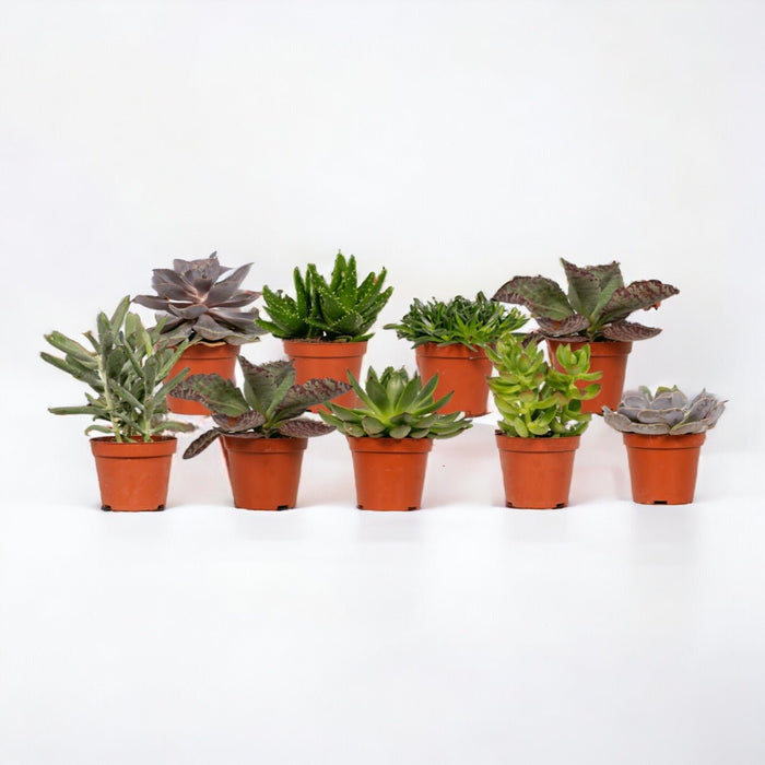 Sukkulentæske - Sæt Med 18 Planter, H10Cm - Gaveæske Til Babyplanter