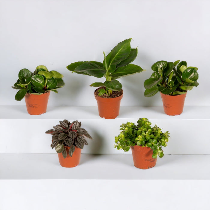 Surprise Box - Sæt Med 8 Planter