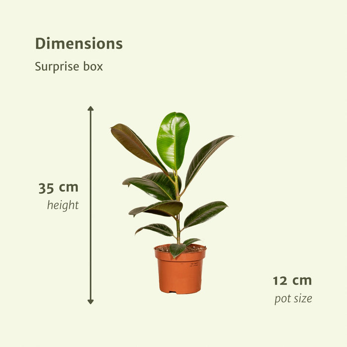 Surprise Box - Stueplanter